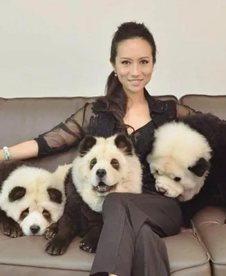 Чау-чау в Китае в зоокафе выдавали за панд