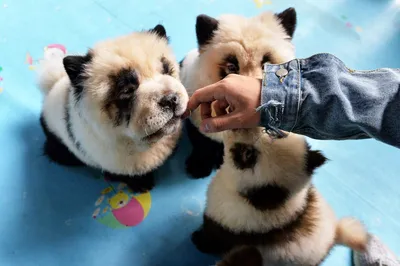 В китайском кафе красили собак и выдавали их за панд - Pets Ukraine