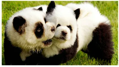 В Китае милых чау-чау перекрашивают в панд — и зоозащитники бьют тревогу |  WMJ.ru