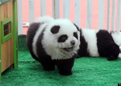 52 отметок «Нравится», 2 комментариев — 🐕СУПЕРБОКСЫ ДЛЯ ВАШИХ ПИТОМЦЕВ  (@super_pet_box) в Instagram: «Мода на чау-панд захлестнула весь Китай Чау- панды… | Çov-çov