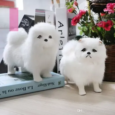 Очаровательные барышни Мини Чау-Чау ✓😍 Помет «О» Слева на право 👉 Орика,  Одри, Оллис, Оника 🔥 Полный комплект документов✓ Собаки породы Ми… |  Instagram