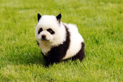 Эпидемия чау-чау панд в Китае: что это за порода собак и почему она  пользуется такой популярностью в Поднебесной — блог туриста Dasha1553 на  Туристер.Ру