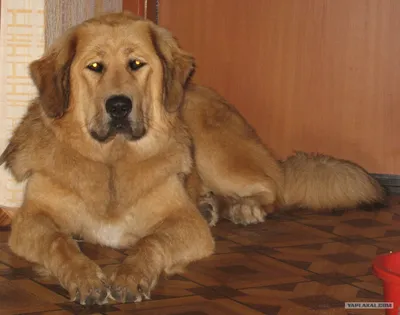 Челябинская сторожевая собака фото фотографии