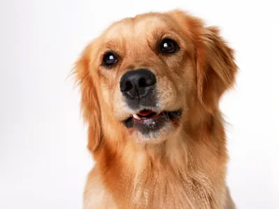 Челябинская сторожевая собака фото: существует ли порода?