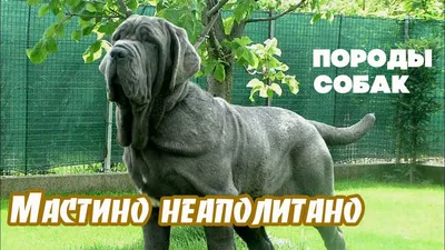 В Челябинской области введут штрафы до трех тысяч рублей за выгул собак без  намордников