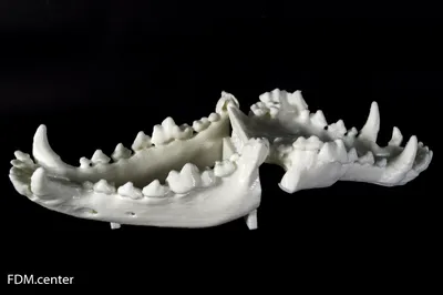 Анатомическая модель «челюсть собаки» раскладная — 3d печать Воронеж
