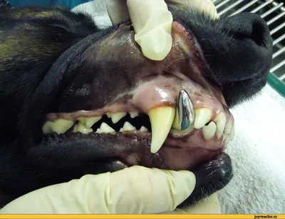 Собачьи зубы. Виды зубов. | DianaFriendDog | Дзен