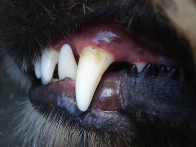 Elena.зоотовары - ‼️Точно определить возраст собаки можно по зубам. Зубы  животных меняются раз в жизни. Точная оценка возможна, если у собаки  правильный прикус, животное содержалось в хороших условиях, без тяжелых  болезней. 🔺Новорожденный