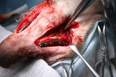 Калининградец сломал челюсть хозяину собаки, укусившей его приятеля |  ПРОИСШЕСТВИЯ | АиФ Калининград
