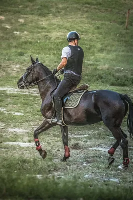 Монгольские человек и лошадь Редакционное Стоковое Фото - изображение  насчитывающей остальные, приседает: 36743018
