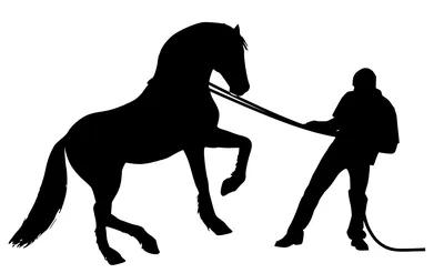 Женщина Человек Лошадь - Бесплатное фото на Pixabay - Pixabay
