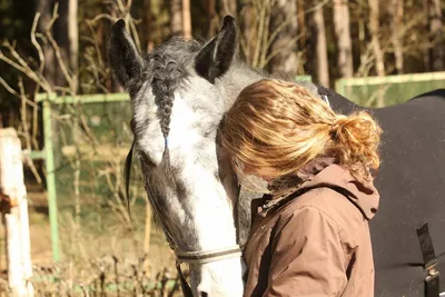 Лошади могут определять настроение человека по его позе: новости, люди,  лошадь, домашние животные