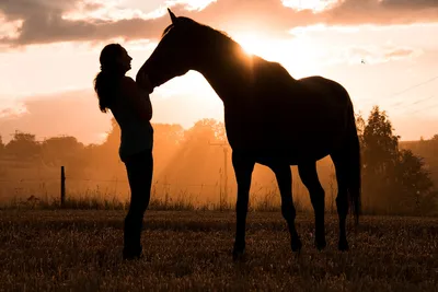 Десять тысяч лет человек пытается выдрессировать лошадь. Каждый человек  начинает с каждой лошадью одну и ту же работу, трудную и опасную.… |  Instagram