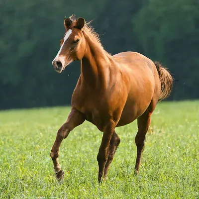 Лошадь Человек Животное - Бесплатное фото на Pixabay - Pixabay