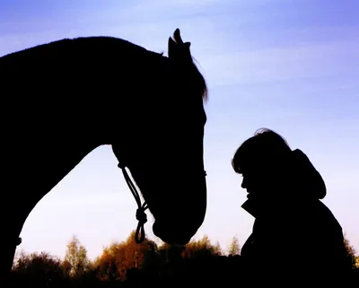 Крупным Планом Старший Человек Держащий Лошадь На Открытом Воздухе —  стоковые фотографии и другие картинки Лошадь - iStock