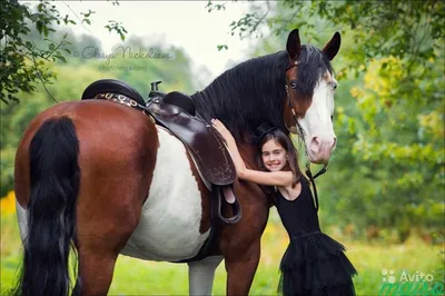 Лошадь, полюбившая человека, сама наполовину как человек.... :: Tatiana  Markova – Социальная сеть ФотоКто