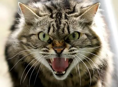 Человек кошка реалистично, 16k» — создано в Шедевруме