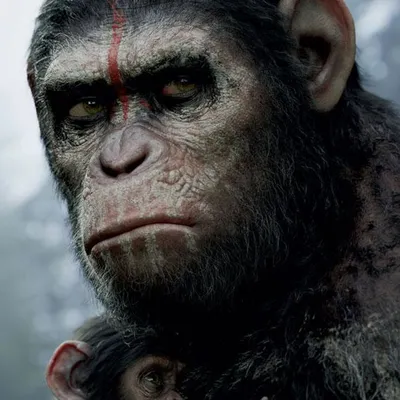 Фейк: «Доказано, что человек произошел не от обезьяны» - StopFake!