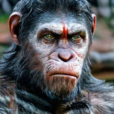 Человек - обезьяна найденный в джунглиях Бразилии в 1937 году | Пикабу