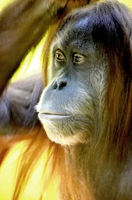 Человек-обезьяна фотографирует с помощью мгновенной камеры Стоковое  Изображение - изображение насчитывающей пленка, торжество: 235505041