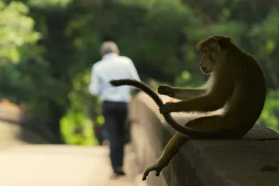 Человек-обезьяна (фильм) - Wikiwand