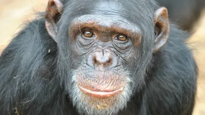 Насколько разные обезьяны сильнее человека? Или слабее? | Книга животных |  Дзен
