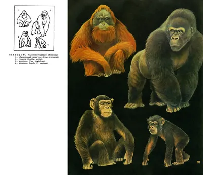Антропологи определили факторы зарождения любопытства у человекообразных  обезьян