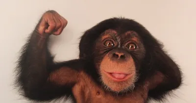 Сколько могут жить человекообразные обезьяны? | Пикабу