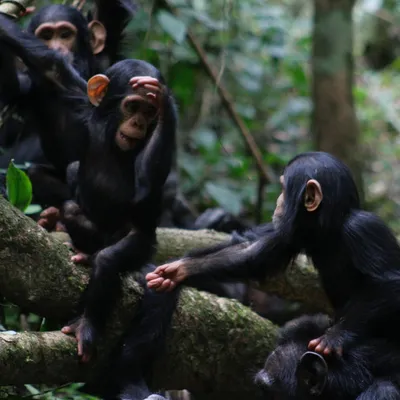 Крупные человекообразные обезьяны возле…» — создано в Шедевруме