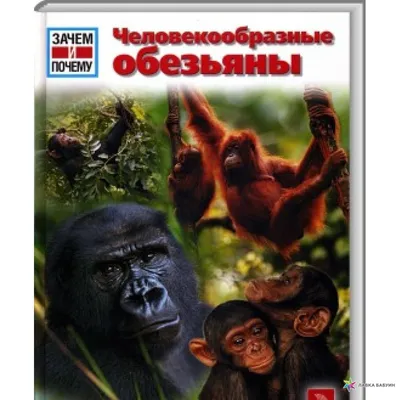 Шимпанзе и Бонобо Шимпанзе — Самые Человекообразные Обезьяны в Мире! -  YouTube