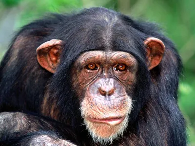 Гигантские человекообразные обезьяны вымерли из-за изменения климата 200  тысяч лет назад | Euronews