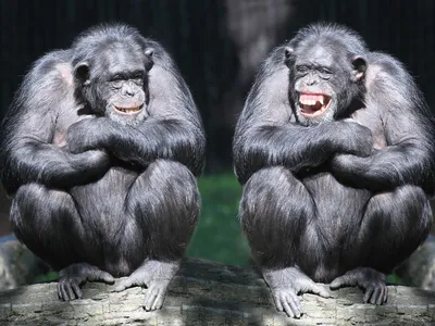 О чем рассказали \"говорящие\" обезьяны. Способны ли высшие животные  оперировать символами? - купить с доставкой по выгодным ценам в  интернет-магазине OZON (157912387)