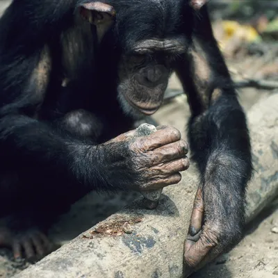 Они почти как мы: 10 фактов о человекообразных обезьянах, которые могут  удивить / Лента / Альпина нон-фикшн