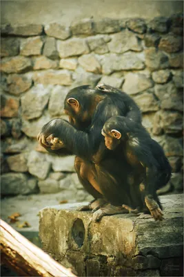У обезьян тоже бывает кризис среднего возраста - Delfi RU