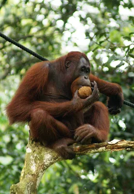Мережа ветеринарних центрів «Алден-Вет» - Сегодня Всемирный день орангутана  🐵 Интересные факты 👇 ✔️ Орангутанги — это крупные древесные человекообразные  обезьяны, один из самых близких к людям вид приматов. ✔️ Орангутанги  считаются