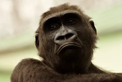 Общение орангутанов пролило свет на происхождение человеческой речи