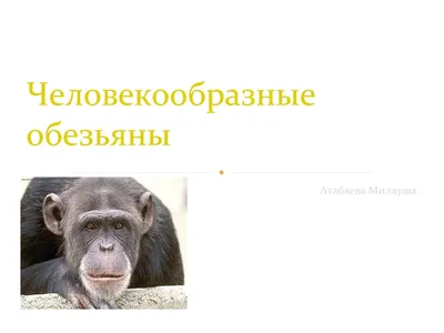 Человекообразные обезьяны · Приматы · МЛЕКОПИТАЮЩИЕ · Животные ·  Муниципальное Бюджетное Учреждение Культуры «Зоопарк» - официальный сайт