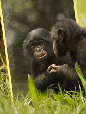 255 045 рез. по запросу «Человекообразная обезьяна» — изображения, стоковые  фотографии, трехмерные объекты и векторная графика | Shutterstock