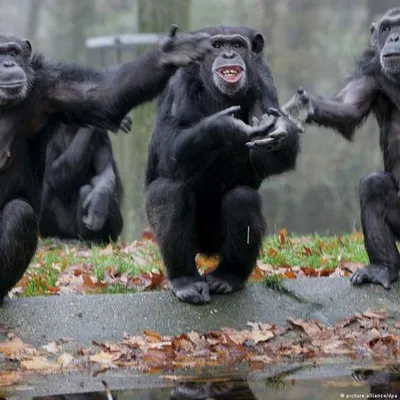 Профиль Шимпанзе Семьи — стоковые фотографии и другие картинки Большая человекообразная  обезьяна - Большая человекообразная обезьяна, Волосы животного, Вымирающие  виды - iStock