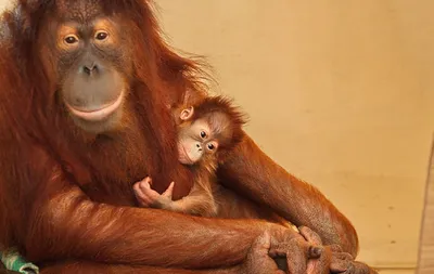 Свободу обезьянам, или Заслужили ли шимпанзе право на самоопределение? – DW  – 27.05.2014
