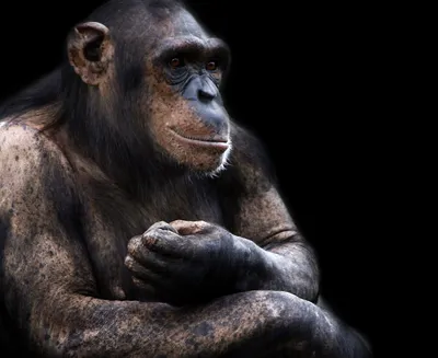 Британские ученые требуют прекратить опыты на приматах - BBC News Русская  служба