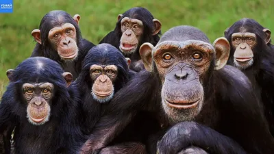 Как Общаются Шимпанзе / Самые Человекообразные Обезьяны / Почти Как Люди -  YouTube