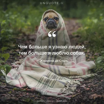 Жермена де Сталь \"Чем больше я узнаю людей, тем больше я люблю собак.\"  Photo by Matthew Henry / Unsplash | Цитаты, Цитаты известных людей, Уроки  жизни