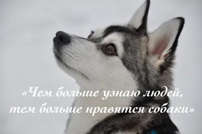 Чем больше узнаю людей, тем больше нравятся собаки» | Аляскинский Кли Кай  -Голден Стар | Дзен