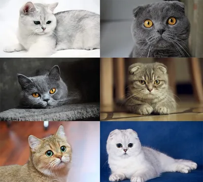 Чем отличаются британские кошки от шотландских - внешность, характер