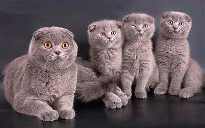 Чем отличаются британские коты от шотландских фото фотографии