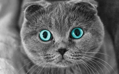 Шотландские вислоухие кошки: особенности породы и ухода за ней