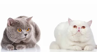 Как ухаживать и кормить британских кошек, шотландских кошек, манчкина,  мейн-куна, бенгальскую кошку