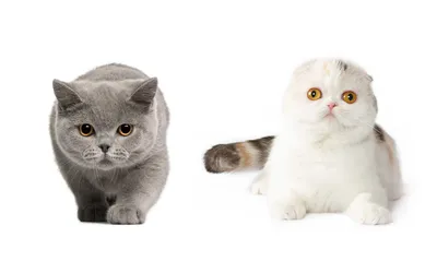 Шотландская вислоухая и британская кошка: видимые отличия - Кот, пёс и я