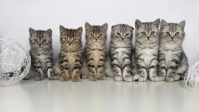 Котята шотландской вислоухой 1-2 месяца. Kittens scottish fold and scottish  straight. - YouTube